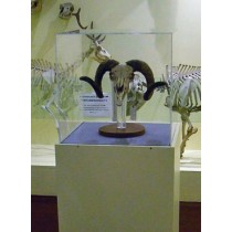 Museum Display Case On Pedestal